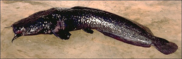 Record photograph for Bathyclarias foveolatus